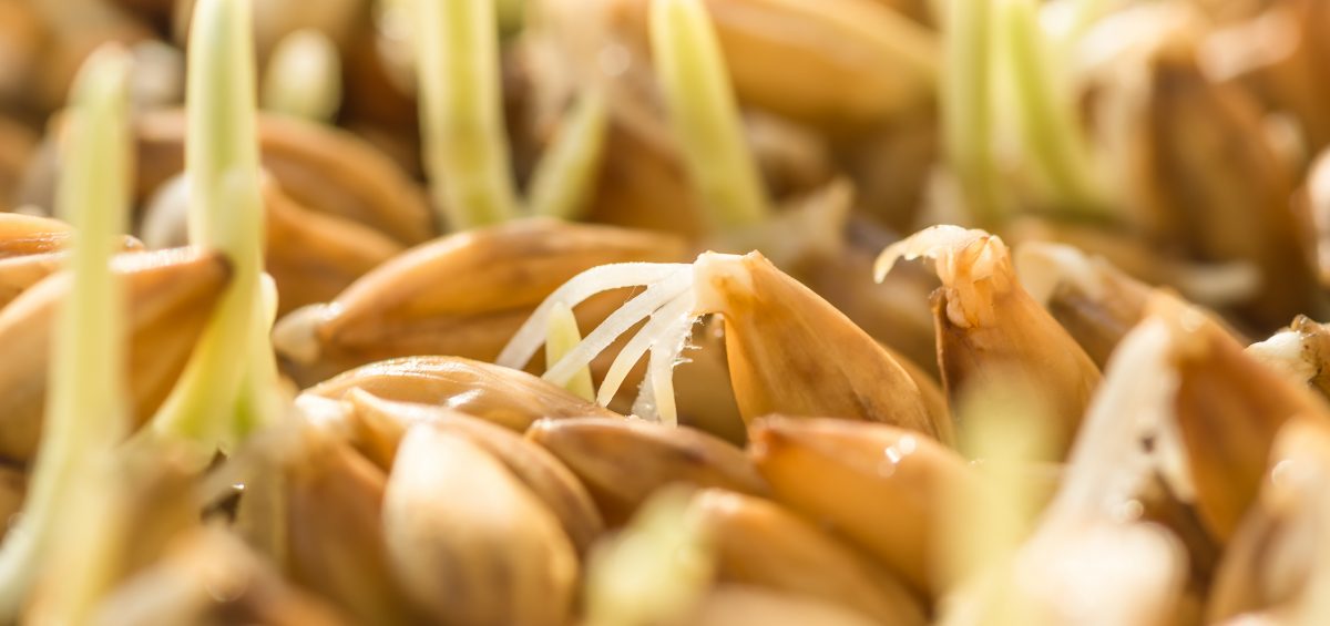 little green sprouting barley in the spring for planting or for human consumption in its natural form as a healthy food as well as for the energy drinks preparation of malt, beer