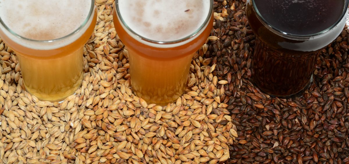 Home brew beer ingredients with various grains illustrating different color and the beers produced from different mixtures of grains