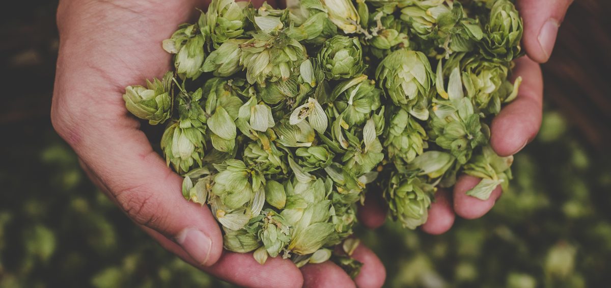 Whole leaf hops for beer in cupped hands on the Hop & Brew School Podcast.