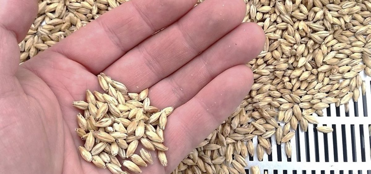 Barley grains in hand