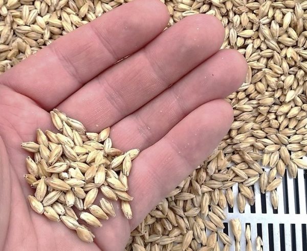 Barley grains in hand