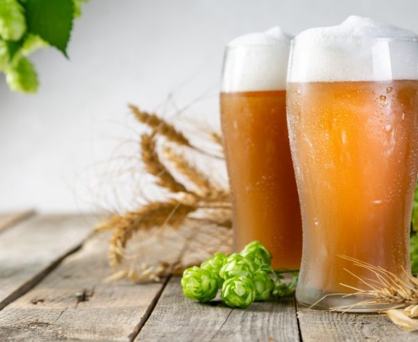 Beer and ingredients hops, wheat, barley on wood background, copy space