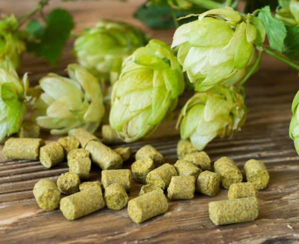 Pelleted and fresh hop on wooden rustic table. Perfect for beer craft
