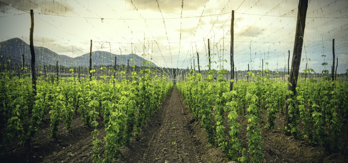 Hops Field - Cloudy Sky. Plantation of hops in the sunset. Hop life cycle